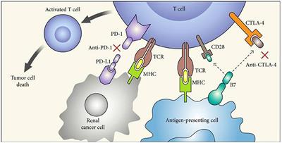 The Identification of Immunological Biomarkers in Kidney Cancers